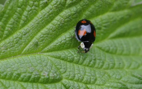Coccinelle asiatique ©Jean-Luc Hercent