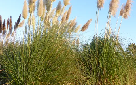 Herbe de la pampa ©Thierry Rigaux