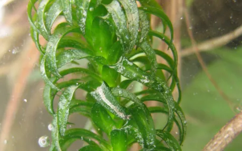 Lagarosiphon élevé ©Aymeric Watterlot