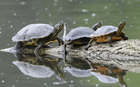 Tortue de Floride ©Jean-Luc Hercent
