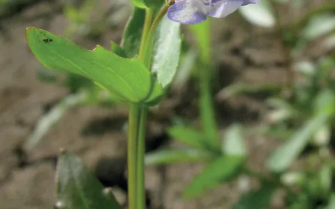 Lindernie fausse-gratiole ©Aymeric Watterlot