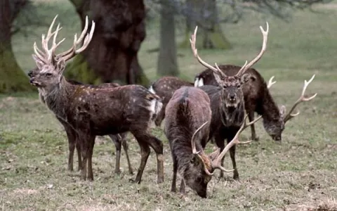 Cerf sika © R. J. Putman