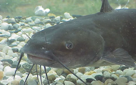 Poisson chat ©US Army corps of engineers
