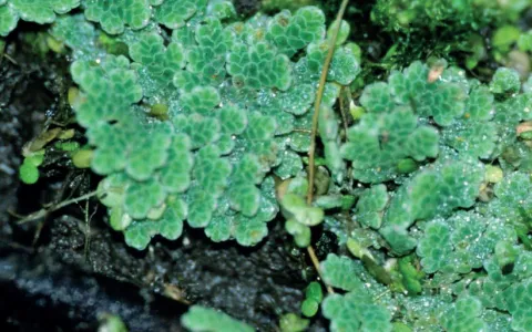 Azolla fausse fougère ©T. Cornier
