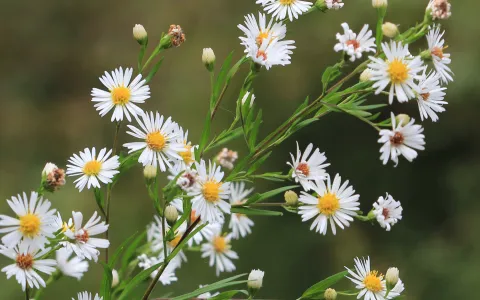 Asters ©Jean-Christophe Hauguel