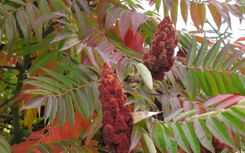 Sumac Amarante ©Aymeric Watterlot