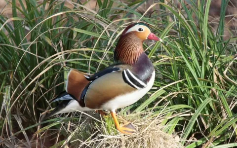Canard mandarin ©Damien Top