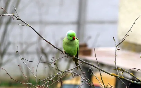 Perruche à collier ©Bertrand Seignez