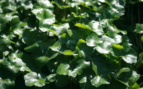 Hydrocotyle à feuilles de Renoncule ©Aymeric Watterlot
