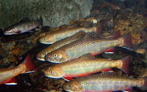Omble de fontaine ©US Fish and Wildlife Service Southeast Region