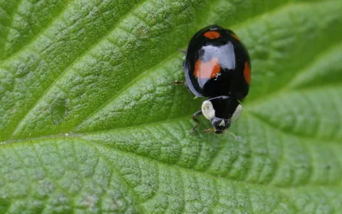 Coccinelle asiatique ©Jean-Luc Hercent