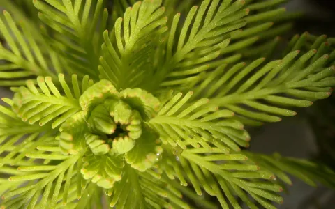 Myriophylle du Brésil ©D. Mercier