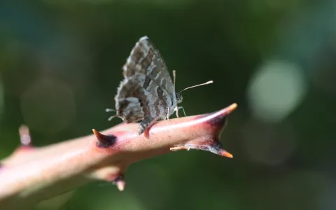 Brun du Pelargonium