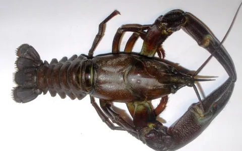 Écrevisse de Californie