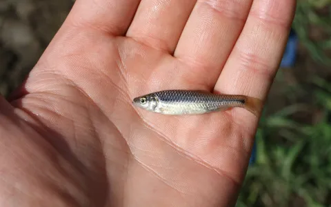 Pseudorasbora ©Gildas Kleinprintz