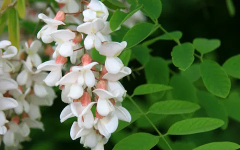 Robinier faux-acacia ©Jean-Christophe Hauguel