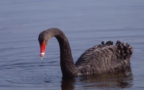 Cygne noir