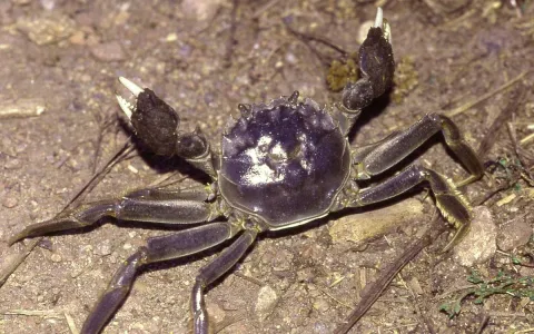 Crabe chinois