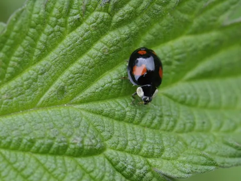 Coccinelle asiatique ©Jean-Luc Hercent