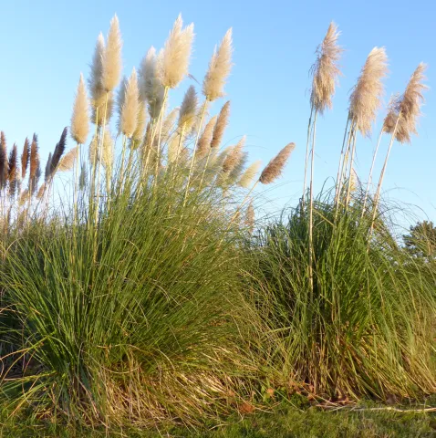 Herbe de la pampa ©Thierry Rigaux