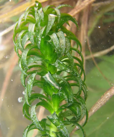 Lagarosiphon élevé ©Aymeric Watterlot
