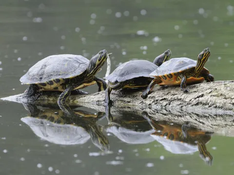 Tortue de Floride ©Jean-Luc Hercent