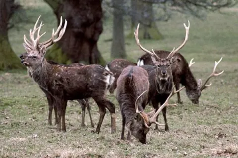 Cerf sika © R. J. Putman