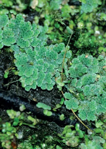 Azolla fausse fougère ©T. Cornier
