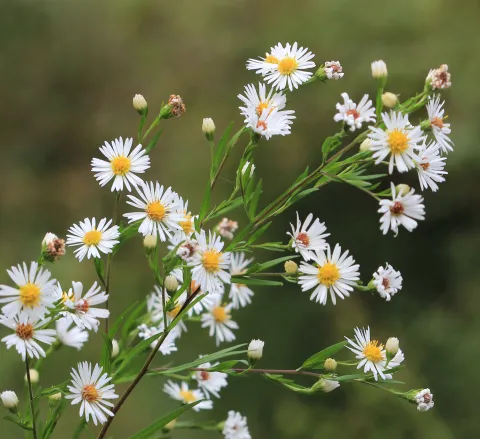 Asters ©Jean-Christophe Hauguel