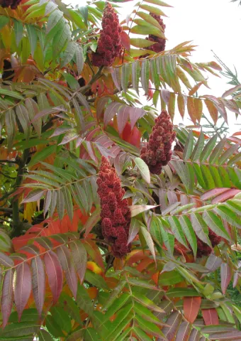 Sumac Amarante ©Aymeric Watterlot