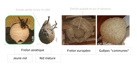 Tout savoir sur le Frelon asiatique