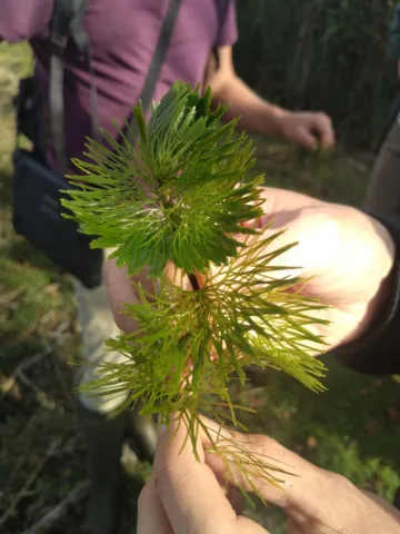 Une nouvelle EEE est observée dans les Hauts-de-France : l’Éventail de Caroline