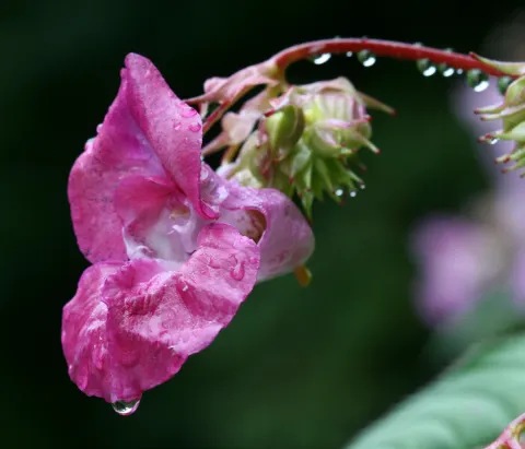 Balsamine du Cap ©Jean-Christophe Hauguel