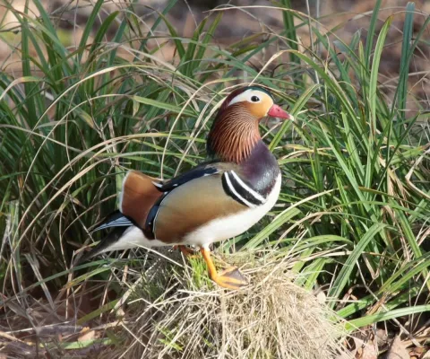 Canard mandarin ©Damien Top
