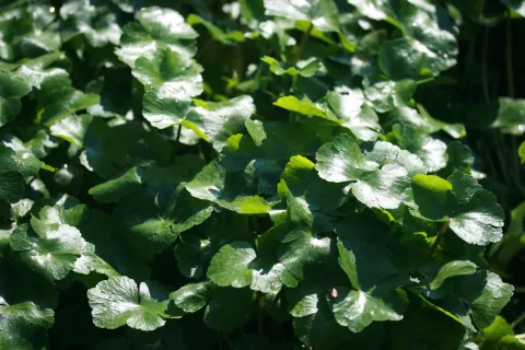 Hydrocotyle à feuilles de Renoncule ©Aymeric Watterlot