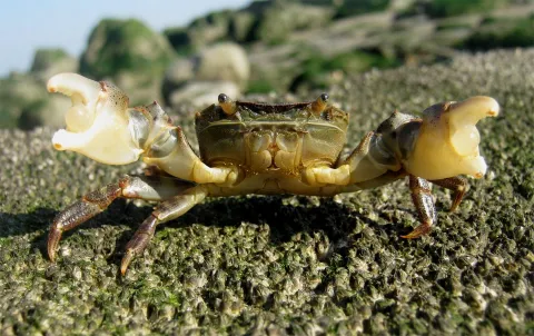 Crabe japonais