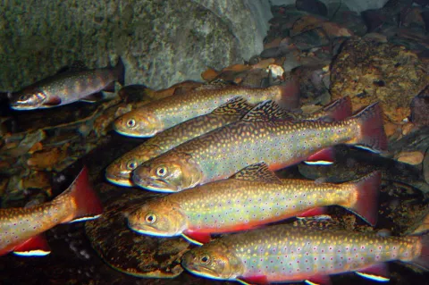 Omble de fontaine ©US Fish and Wildlife Service Southeast Region