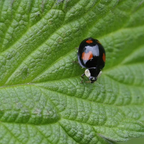 Coccinelle asiatique ©Jean-Luc Hercent