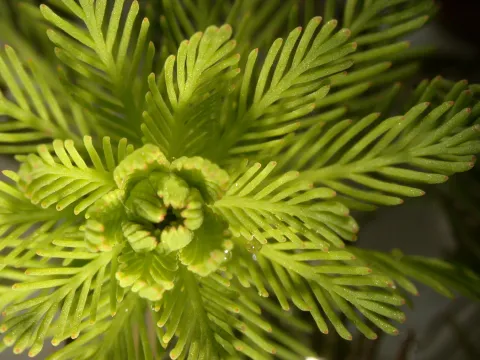 Myriophylle du Brésil ©D. Mercier