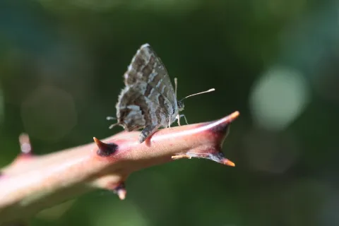 Brun du Pelargonium