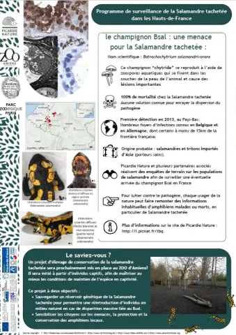 Programme de surveillance de la Salamandre tachetée