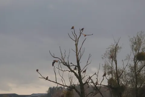 Comptage européen des dortoirs de Milans royaux dans les Hauts-de-France