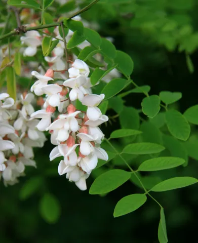 Robinier faux-acacia ©Jean-Christophe Hauguel