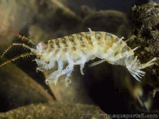 Crevette tueuse