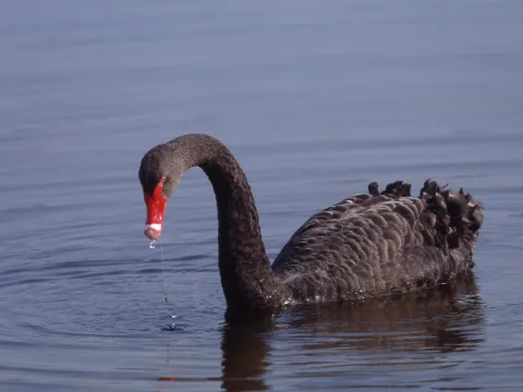 Cygne noir