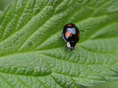 Coccinelle asiatique ©Jean-Luc Hercent