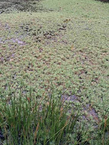 Nouvelle espèce exotique (envahissante) dans les Hauts-de-France !