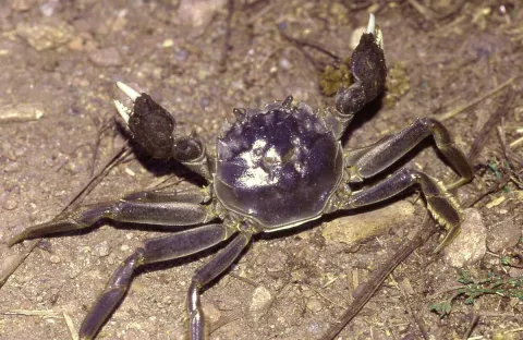 Crabe chinois